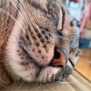 Meet your Posher, Kailee